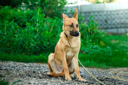 Frightened dog on a leash with very expressive eyes, animal in a veterinary shelterの写真素材