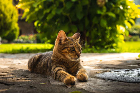 Cats live in seclusion near a church somewhere far away in the mountains and feel goodの写真素材