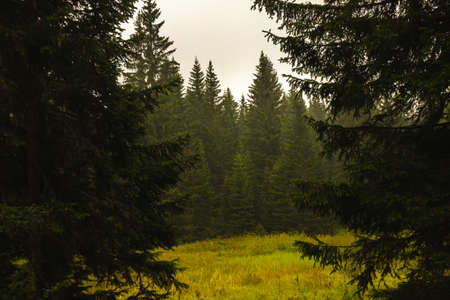 Close-up of pine branches with water dropsの写真素材