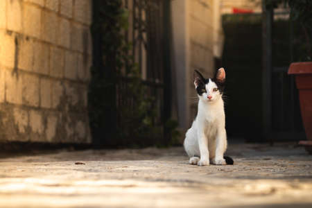 Cats and other animals in the old town of Budva, Montenegro, animal life in old European buildingsの写真素材