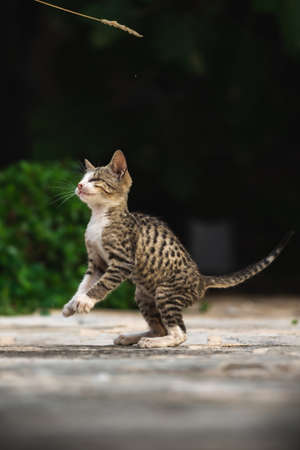 Cats and other animals in the old town of Budva, Montenegro, animal life in old European buildingsの写真素材