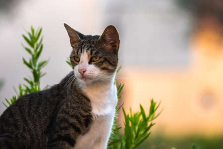 European cat in the old town, Montenegro, recreation and tourism, pet animals.の写真素材
