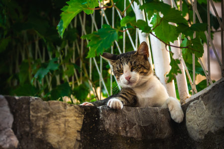 European cat in the old town, Montenegro, recreation and tourism, pet animals.
