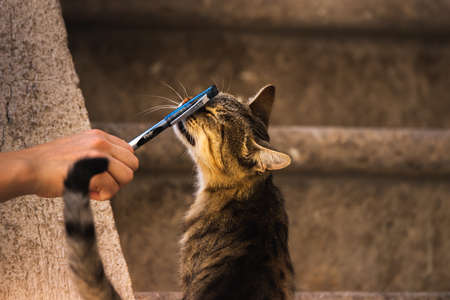 Famous Kotor cats who are very used to people, European old town in Montenegro near the sea, cute animals in the old wallsの写真素材