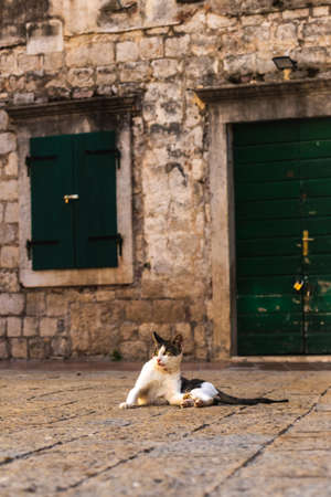 Famous Kotor cats who are very used to people, European old town in Montenegro near the sea, cute animals in the old wallsの写真素材