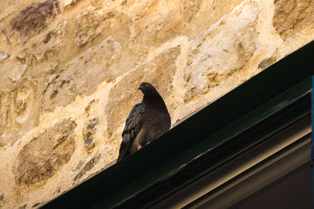 A lot of doves in Krakow old city. Market Square. Polandの写真素材