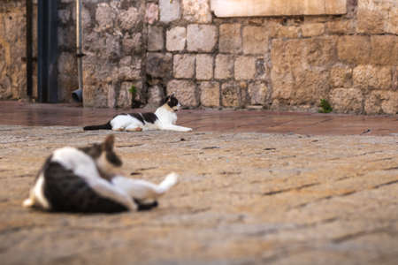 Famous Kotor cats who are very used to people, European old town in Montenegro near the sea, cute animals in the old wallsの写真素材
