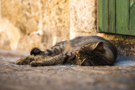 Famous Kotor cats who are very used to people, European old town in Montenegro near the sea, cute animals in the old wallsの写真素材