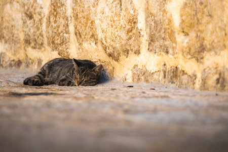 Famous Kotor cats who are very used to people, European old town in Montenegro near the sea, cute animals in the old wallsの写真素材