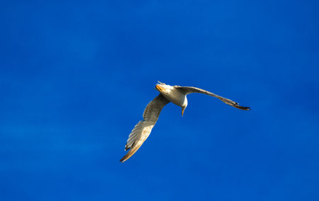 Seagull birds gathered for feeding in the mountain town of Perast in Montenegro
