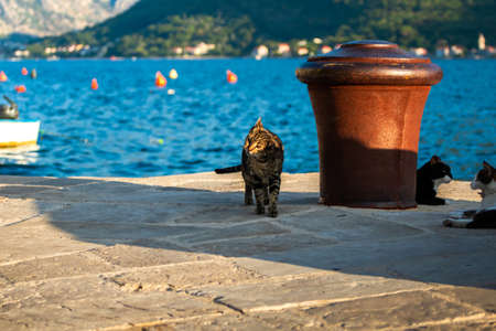 Cats are residents of the sea city in Montenegro, Perast, watch the birds and seagulls and relax enjoying the beauty of the sea and landscapesの写真素材