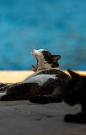 Cats are residents of the sea city in Montenegro, Perast, watch the birds and seagulls and relax...