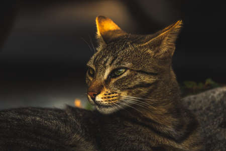 Cats are residents of the sea city in Montenegro, Perast, watch the birds and seagulls and relax enjoying the beauty of the sea and landscapesの写真素材