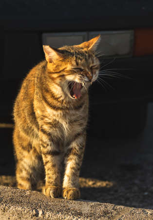 Cats are residents of the sea city in Montenegro, Perast, watch the birds and seagulls and relax enjoying the beauty of the sea and landscapesの写真素材