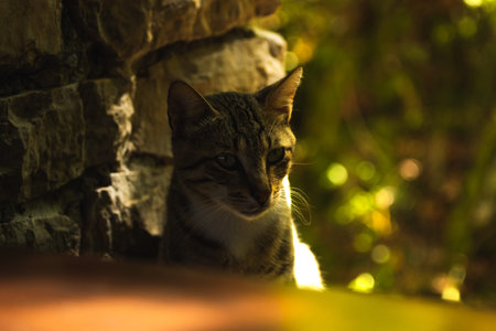 Beautiful young fluffy tabby cat with staring look - portrait in a natural setting on bokeh...
