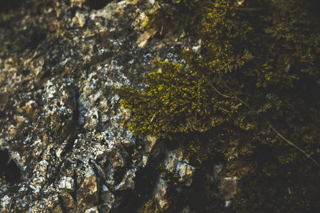 Moss on a stone, macro photo in dark colors, Montengero National Park