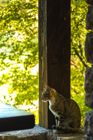 Beautiful young fluffy tabby cat with staring look - portrait in a natural setting on bokeh...