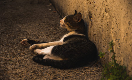 Tabby old cat playing in the sun with a small kitten.