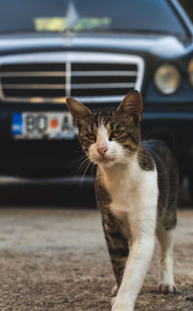 Tabby old cat playing in the sun retro photo from Montenegroの写真素材