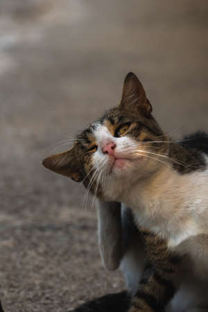 Tabby old cat playing in the sun retro photo from Montenegroの写真素材