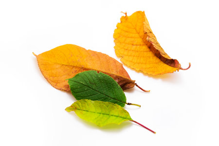 Border Frame of colored autumn leaves falling isolated on white background