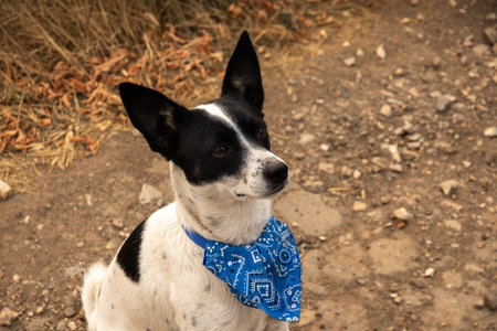 Dog with blue bandana while walking, animal portrait photo