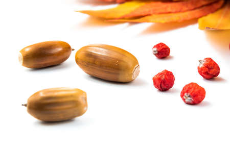 Acorn on a white backgroundの写真素材