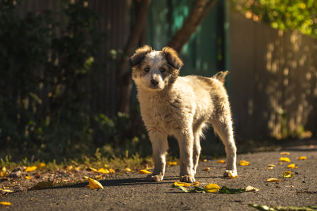Little puppy plays in autumn on the streetの写真素材