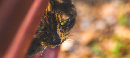 British shorthair cat in autumnの写真素材