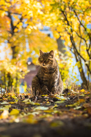 Autumn cats in foliage and beautiful landscapes in the forest in bright weather and in the sunset photo with moodの写真素材