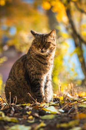Autumn cats in foliage and beautiful landscapes in the forest in bright weather and in the sunset...