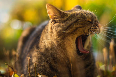 Autumn cats in foliage and beautiful landscapes in the forest in bright weather and in the sunset photo with moodの写真素材