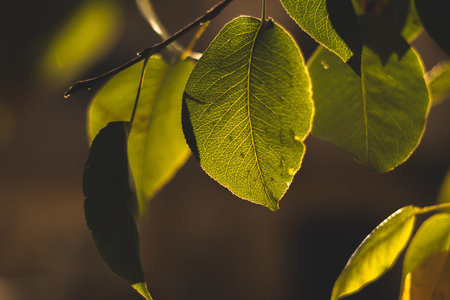 A series of photographs in the yard with animals and beautiful plants in close-up