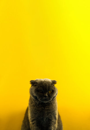 Vertical symmetrical portrait of a Scottish fold cat on a yellow blank background, copy space, place for text photoの写真素材