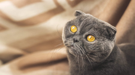Cozy photo of a cat, background of warm plaids, Scottish fold breed, banner and copy space photo