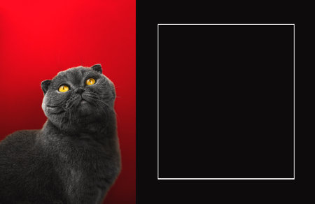 Scottish fold cat studi portrait, shop tamplate, design copy space, red isolated background with place for text photoの写真素材
