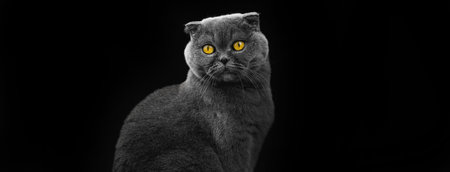 Wide banner with scottish fold, cat portrait in studio photo on a black isolated backgrounds, copy...