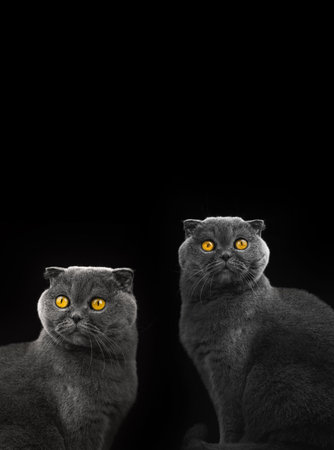 Cats collage with scottish fold in studio on a black isolated background, copy space, composition of animals, design photoの写真素材