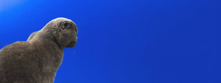 Pet concept, animal in studio, scottish fold cat breed in prodile on a blue background, copy space...