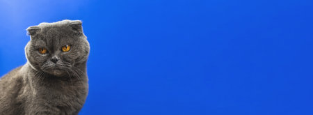 Perfect cat banner maded in studio, scottish fold breed on a blue background, stunning animal, copy space photoの写真素材