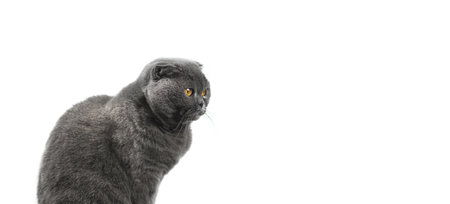 Serious cat portrait isolated on a white background banner, scottish fold copy space photoの写真素材