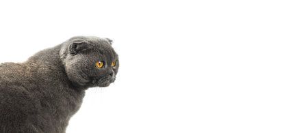 Cat is peeking out on white isolated backgroud, scottish fold banner and copy space photoの写真素材