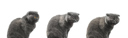 Cat is yawning collage, series studio photo shoot, process of opening mouth, scottish fold banner on a white isolated background photoの写真素材