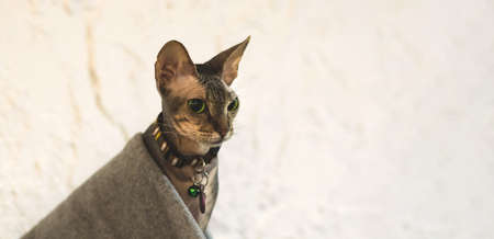 Fashion sphynx cat in a plaid, animal portrait banner and copy space, cozy home atmosphereの写真素材