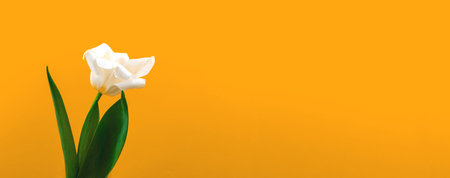 Background of spring flower on a yellow paper, macro composition with place for your text, mockup or...