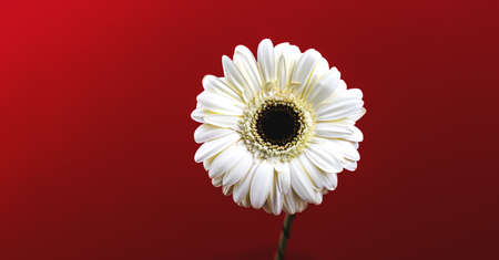 Flower banner on a red background, white gerbera daisy macro photo of a flower head composition and copy space or mockup, template photoの写真素材