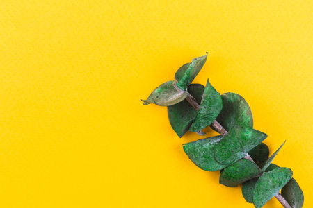 Fresh flat lay background with eucalyptus dried branche close-up, floral composition photoの写真素材
