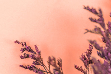 Floral background with dried flower, purple leafs on a pastel color paper, copy space photoの写真素材