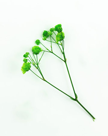 Dried green flower close-up shot on a white background photo