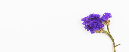 Dried wild flowers banner composition on a white background, copy space photoの写真素材